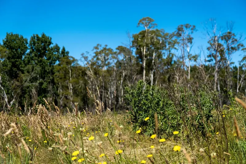 Sandholes Road, Braidwood NSW 2622, photo 9
