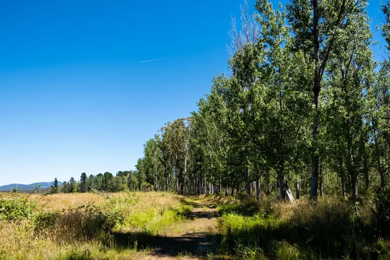Sandholes Road, Braidwood NSW 2622, photo 7